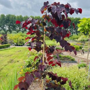 Cercis can. 'Ruby Falls' (Judasboom)