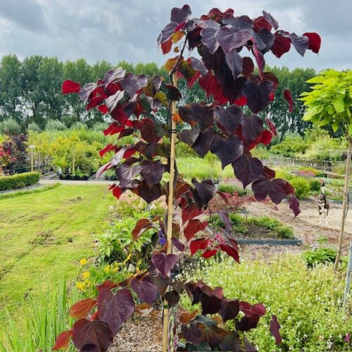 Cercis can. 'Ruby Falls' (Judasboom)