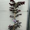 Cercis can. 'Ace of Spades' (Judasboom)