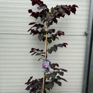 Cercis can. 'Ace of Spades' (Judasboom)