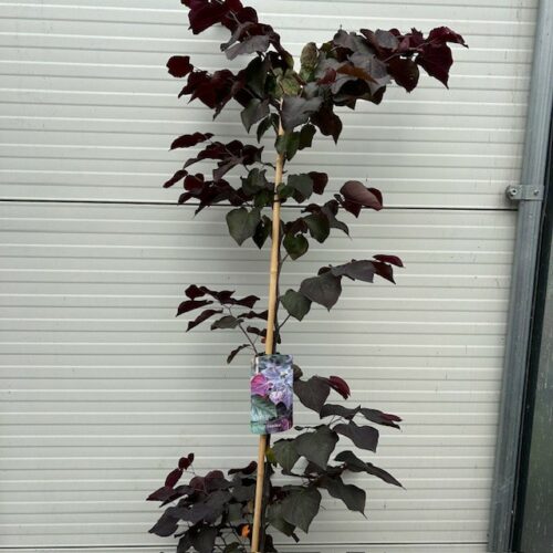 Cercis can. 'Ace of Spades' (Judasboom)