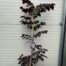 Cercis can. 'Ace of Spades' (Judasboom)