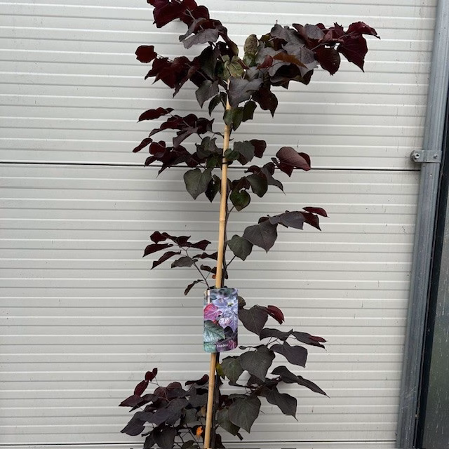 Cercis can. 'Ace of Spades' (Judasboom)