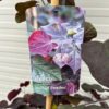 Cercis can. 'Ace of Spades' (Judasboom)