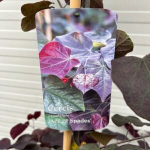 Cercis can. 'Ace of Spades' (Judasboom)
