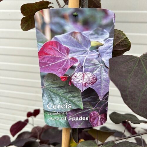 Cercis can. 'Ace of Spades' (Judasboom)