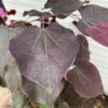 Cercis can. 'Ace of Spades' (Judasboom)