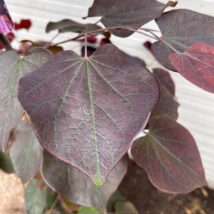 Cercis can. 'Ace of Spades' (Judasboom)