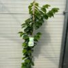 Cercis chinensis 'Avondale' (Judasboom)