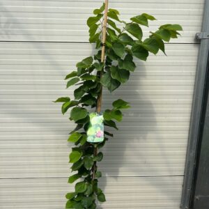 Cercis chinensis 'Avondale' (Judasboom)