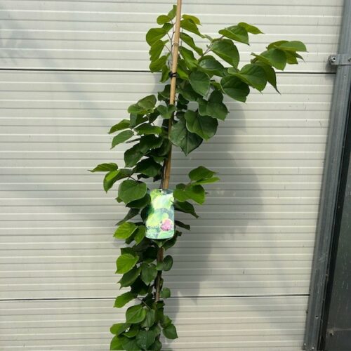 Cercis chinensis 'Avondale' (Judasboom)