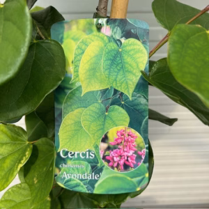 Cercis chinensis 'Avondale' (Judasboom)