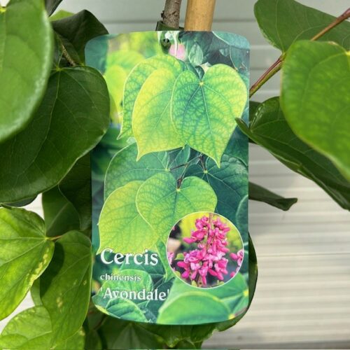 Cercis chinensis 'Avondale' (Judasboom)