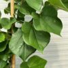 Cercis chinensis 'Avondale' (Judasboom)