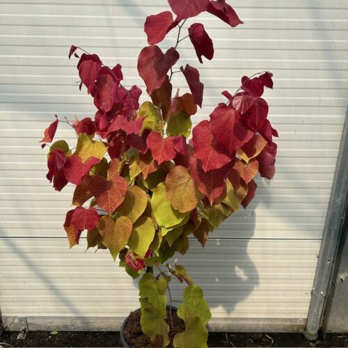 Cercis can. 'Eternal Flame' (Judasboom)