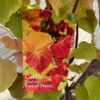 Cercis can. 'Eternal Flame' (Judasboom)