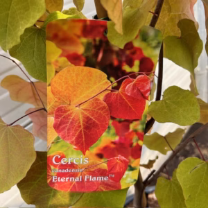 Cercis can. 'Eternal Flame' (Judasboom)