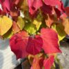 Cercis can. 'Eternal Flame' (Judasboom)