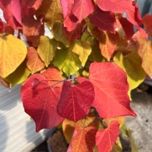 Cercis can. 'Eternal Flame' (Judasboom)
