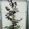 Cercis can. 'Merlot' (Judasboom)