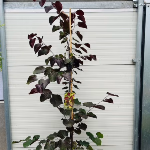Cercis can. 'Merlot' (Judasboom)