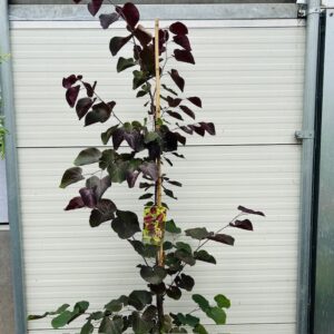 Cercis can. 'Merlot' (Judasboom)