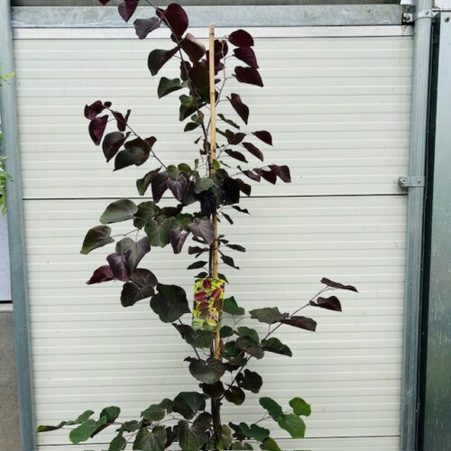 Cercis can. 'Merlot' (Judasboom)