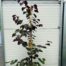 Cercis can. 'Merlot' (Judasboom)