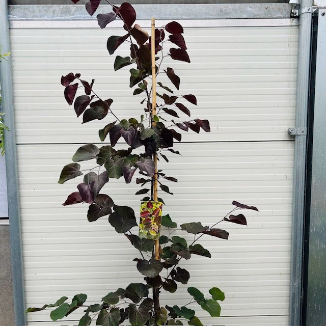 Cercis can. 'Merlot' (Judasboom)
