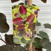 Cercis can. 'Merlot' (Judasboom)