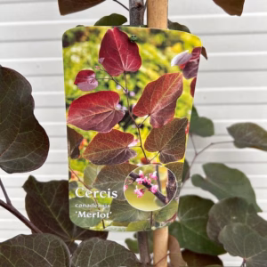 Cercis can. 'Merlot' (Judasboom)