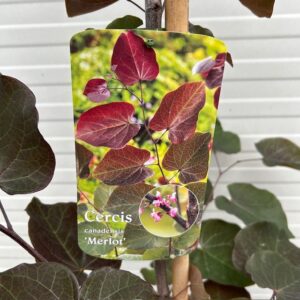 Cercis can. 'Merlot' (Judasboom)