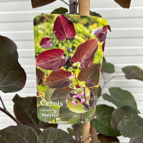 Cercis can. 'Merlot' (Judasboom)