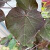 Cercis can. 'Merlot' (Judasboom)