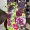Cercis can. 'Ruby Falls' (Judasboom)