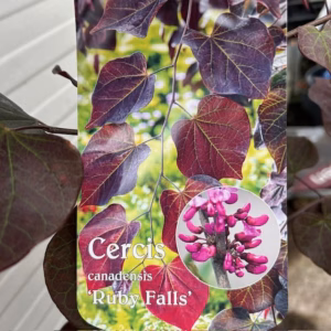 Cercis can. 'Ruby Falls' (Judasboom)