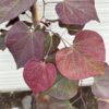 Cercis can. 'Ruby Falls' (Judasboom)