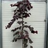 Cercis can. 'Ruby Falls' (Judasboom)
