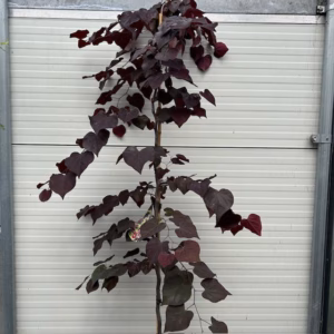 Cercis can. 'Ruby Falls' (Judasboom)