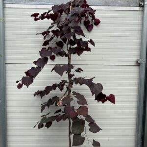 Cercis can. 'Ruby Falls' (Judasboom)