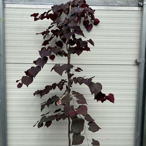 Cercis can. 'Ruby Falls' (Judasboom)