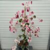 Cercis can. 'Carolina Sweetheart' (Judasboom)