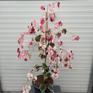 Cercis can. 'Carolina Sweetheart' (Judasboom)