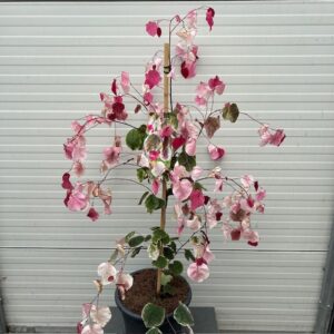 Cercis can. 'Carolina Sweetheart' (Judasboom)