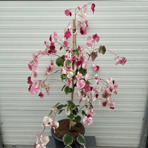 Cercis can. 'Carolina Sweetheart' (Judasboom)