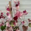 Cercis can. 'Carolina Sweetheart' (Judasboom)