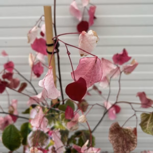 Cercis can. 'Carolina Sweetheart' (Judasboom)