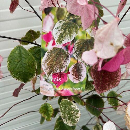Cercis (Judasboom)