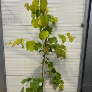 Cercis can. 'Hearts of Gold' (Judasboom)