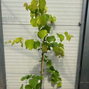 Cercis can. 'Hearts of Gold' (Judasboom)